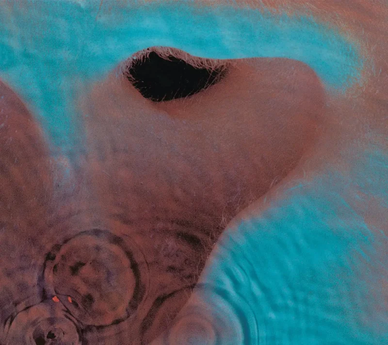 MEDDLE Pink Floyd Album cover